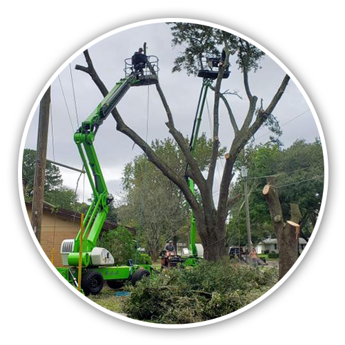 Big Branch Tree Service Superior Tree Services In Jacksonville Big